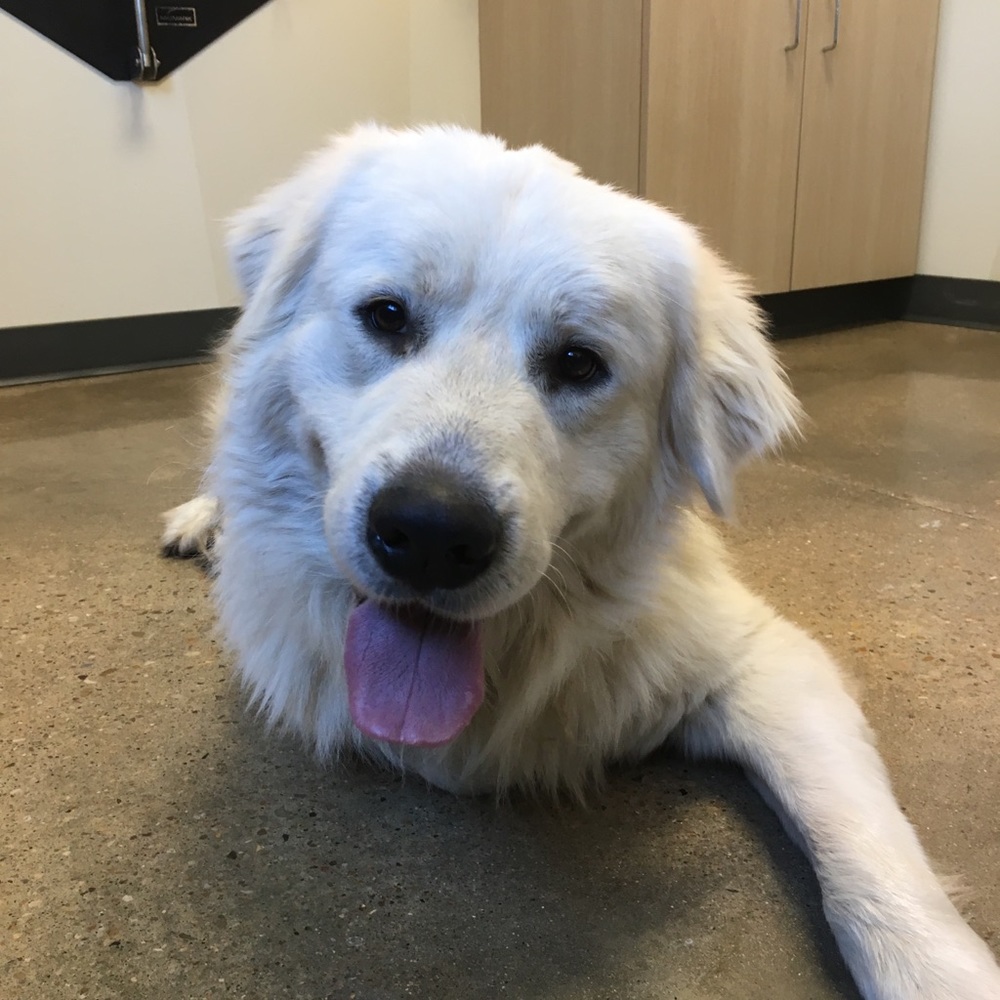 Meet your Posher, Diana